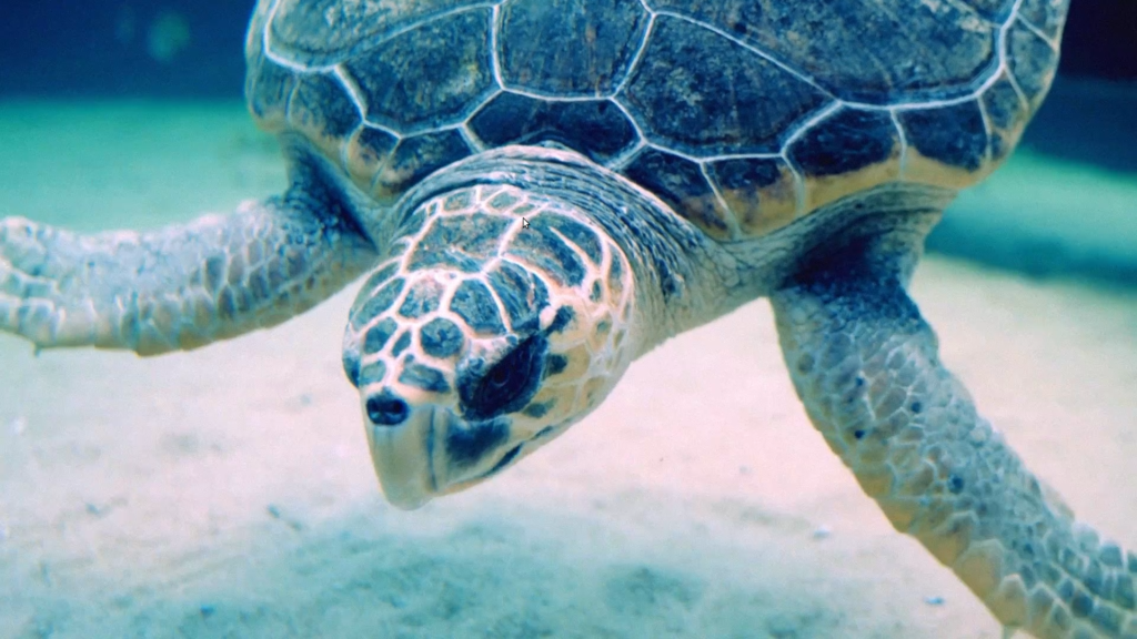 A sea turtle reflects light
